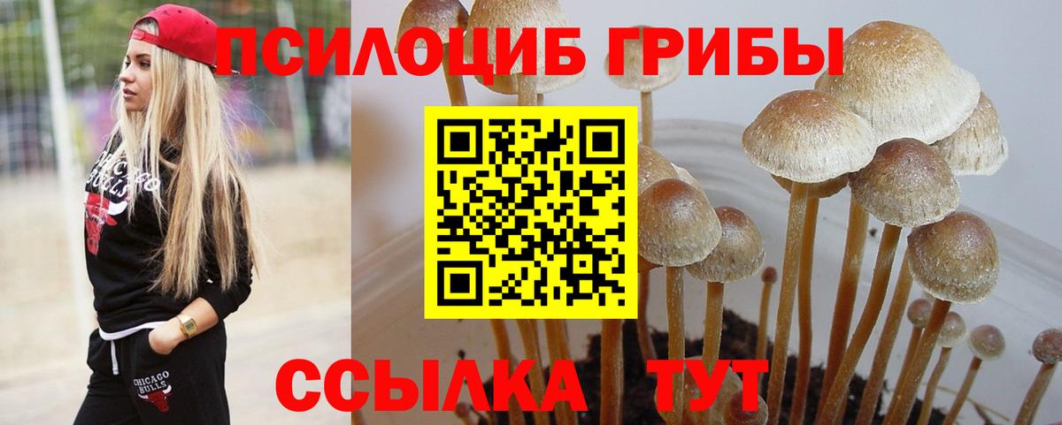 Псилоцибиновые грибы мицелий Нововоронеж